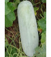 Ash Gourd F1 Rustam 20 grams